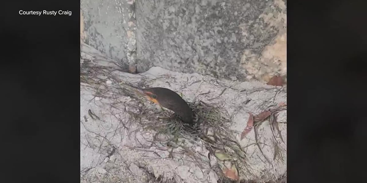 Seabirds buried by hurricane storm surge [Video]