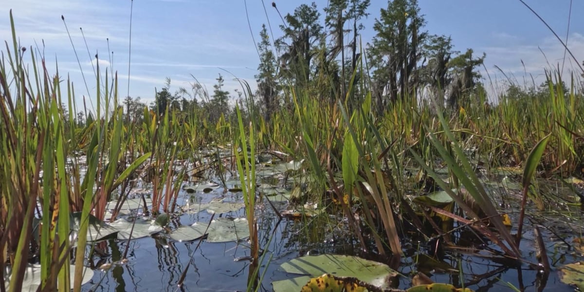 Proposed Okefenokee National Wildlife Refuge expansion could lead to buyout of mining project [Video]