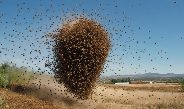 Bees invade Hohoe Sonrise Christian Academy, neighbourhood [Video]