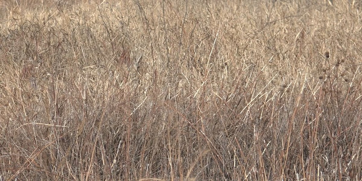 Statewide drought persists with no relief in sight [Video]